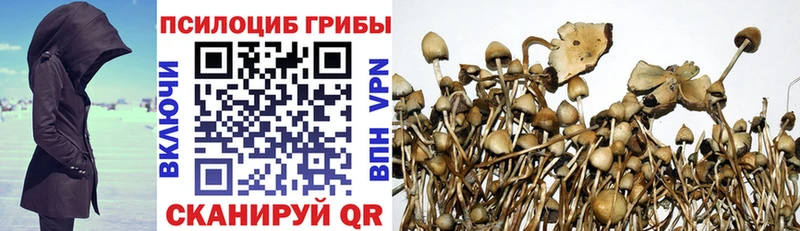 Купить  Яровое  Псилоцибиновые грибы прущие грибы 